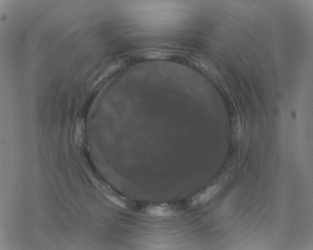 X0000076320325200610272011