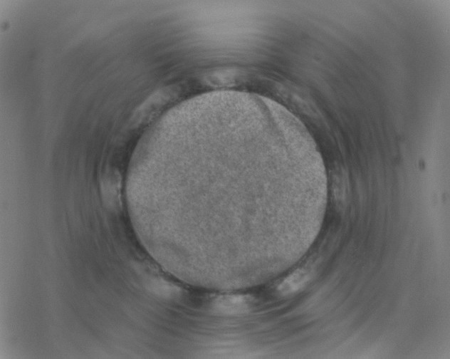 X0000076320332200610272010