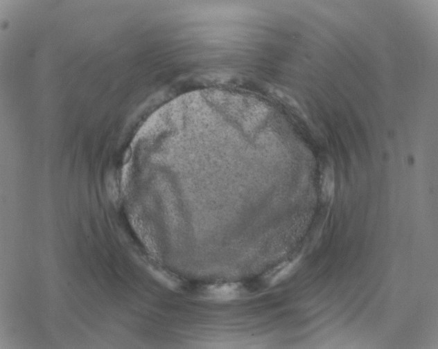 X0000076320335200610272010