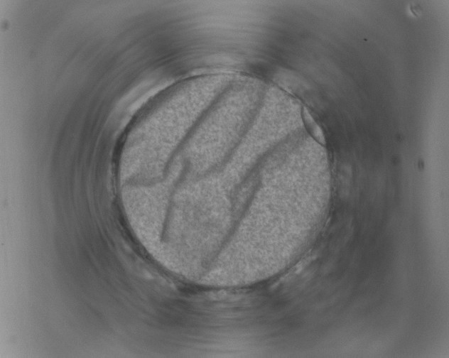 X0000076320338200610272010