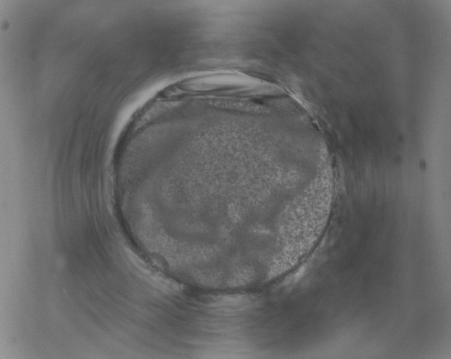 X0000076320342200610272010