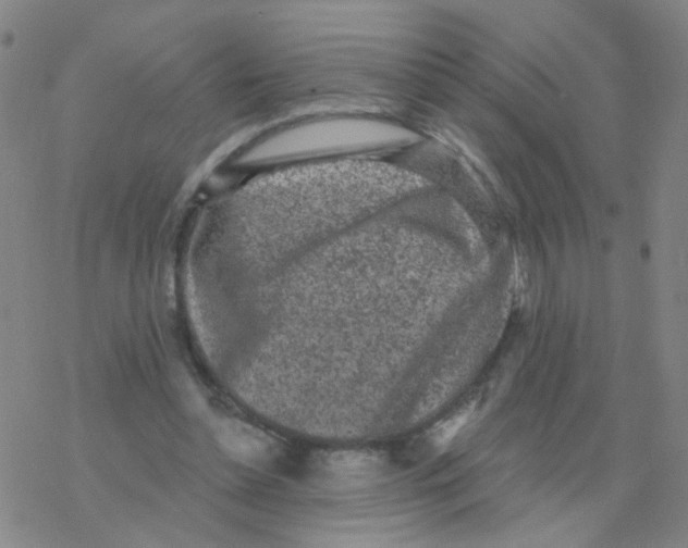 X0000076320348200610272010