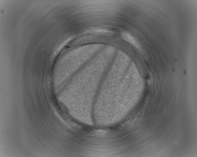 X0000076320352200610272010