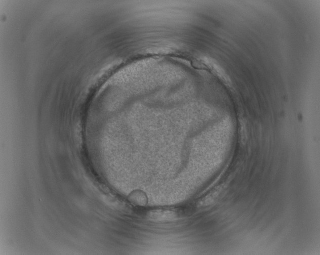 X0000076320354200610272010