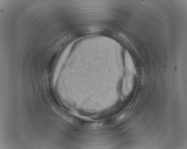 X0000076320366200610272010