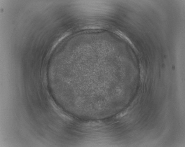 X0000076320386200610272010