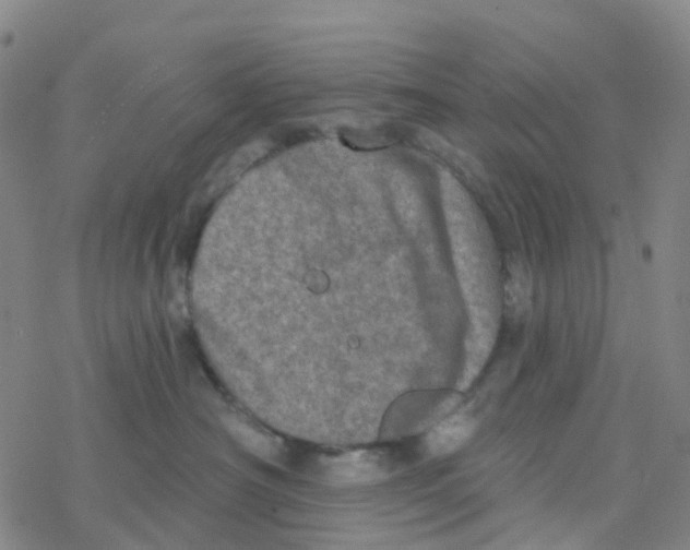 X0000076320430200610272009