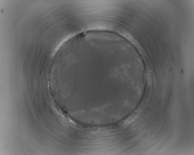 X0000076320434200610272008