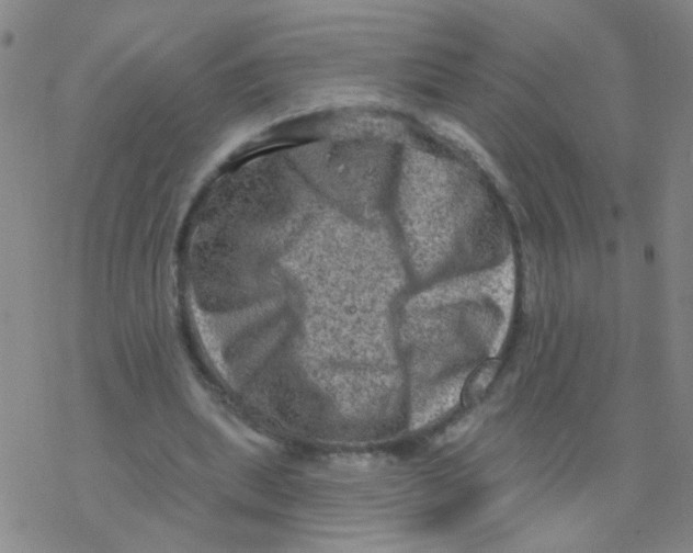 X0000076320439200610272008