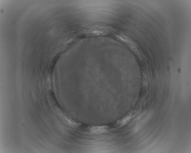 X0000076320465200610272008