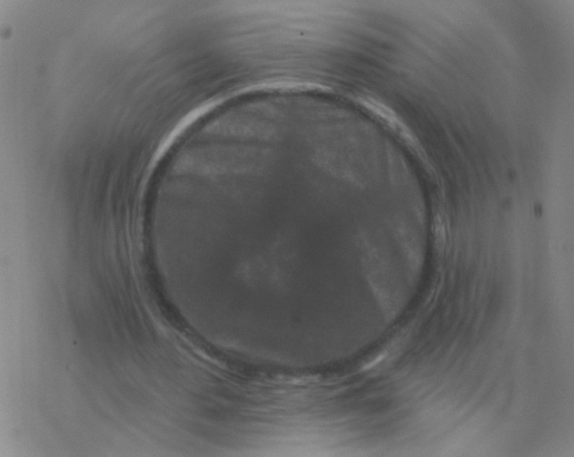 X0000076320484200610272008