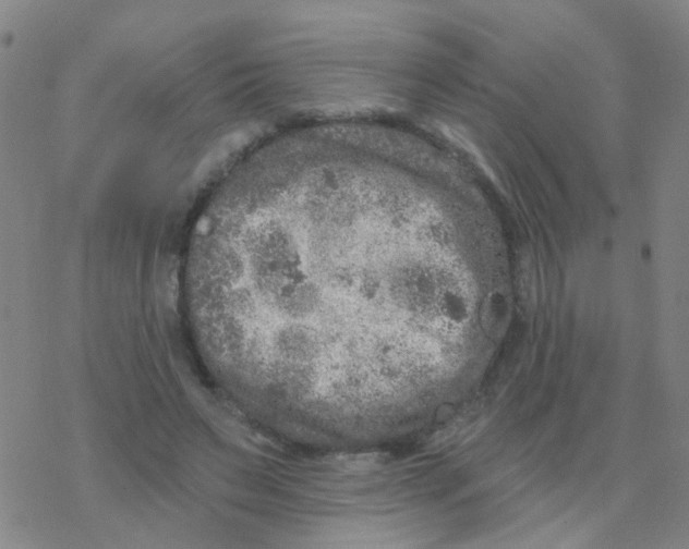 X0000076320495200610272008