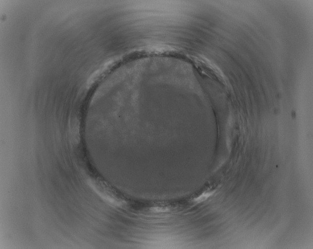 X0000076320496200610272008