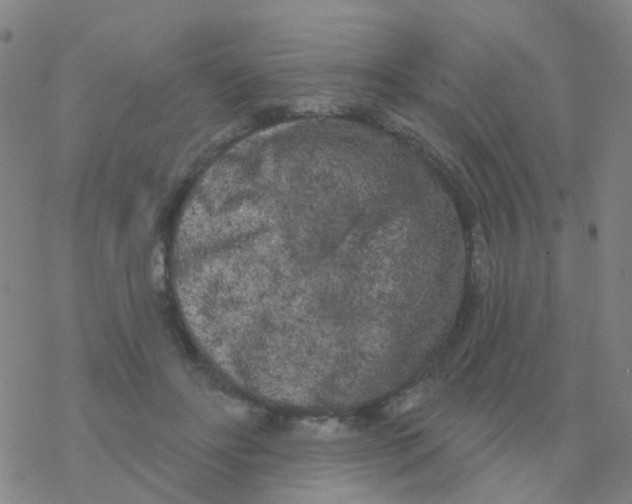 X0000076320502200610272008