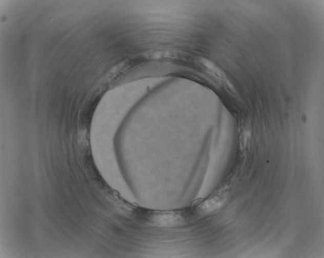 X0000076320521200610272007