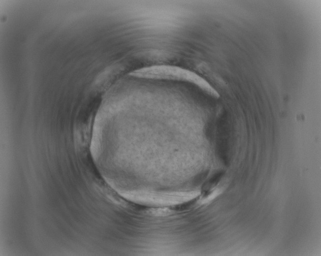 X0000076320528200610272007