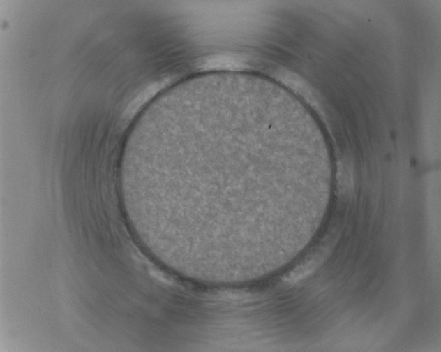 X0000076320529200610272006