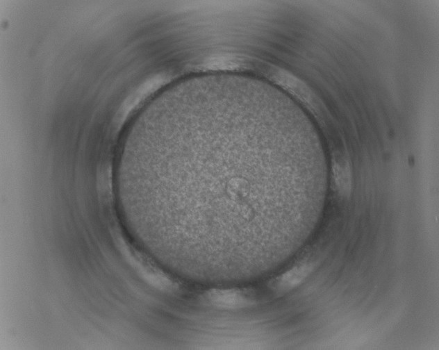 X0000076320534200610272006