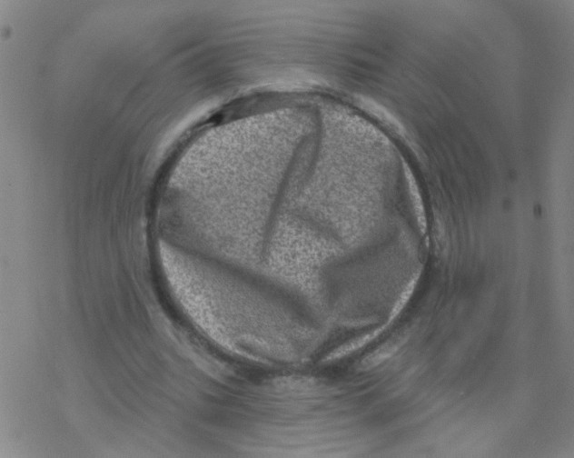 X0000076320535200610272006