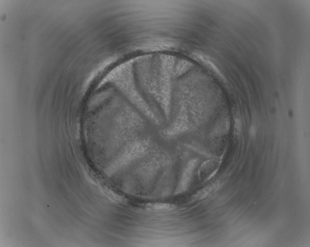 X0000076320539200610272007