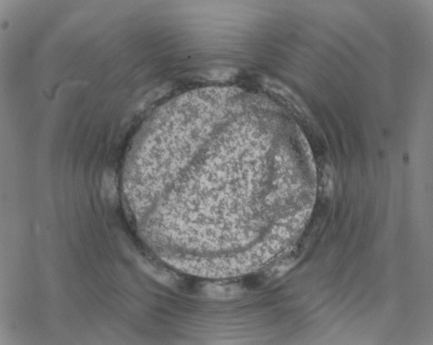 X0000076320568200610272007