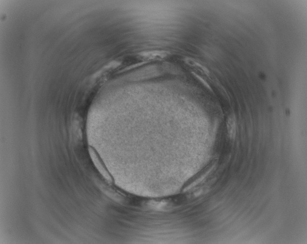 X0000076320570200610272007