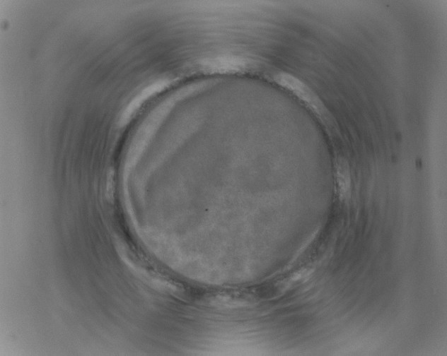 X0000076320583200610272006