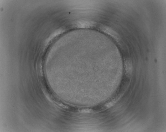 X0000076320587200610272006