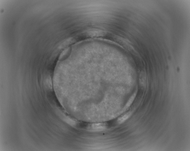 X0000076320622200610272006