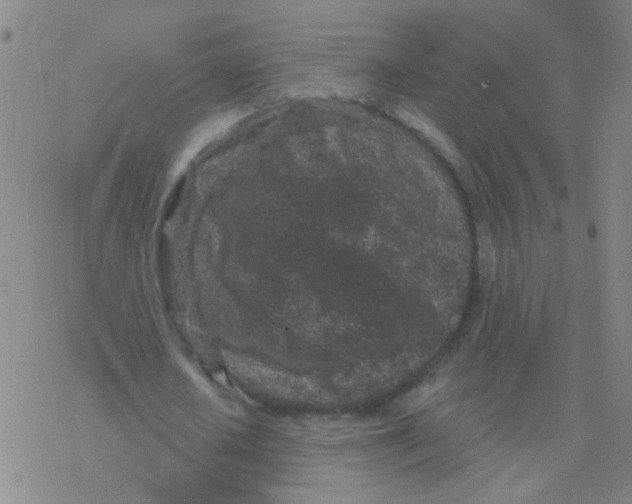 X0000076320626200610272005