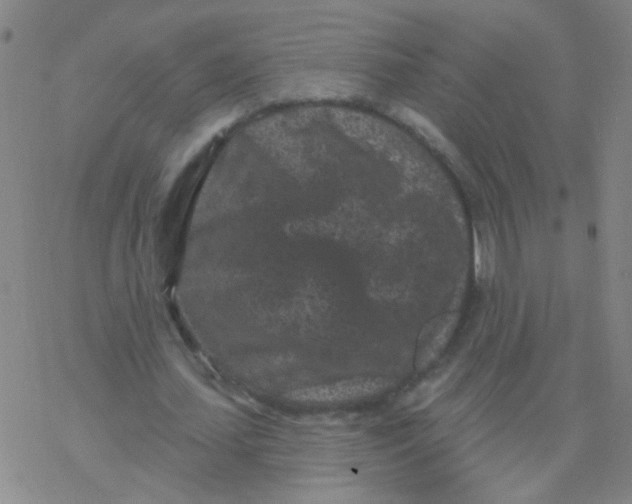 X0000076320627200610272005