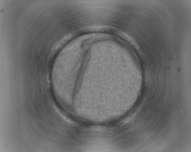 X0000076320633200610272005