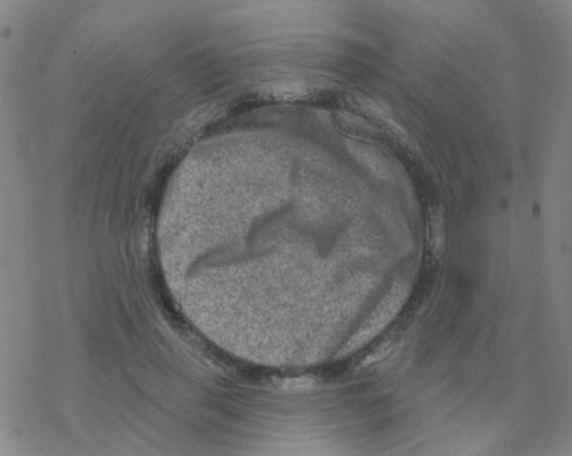 X0000076320645200610272005