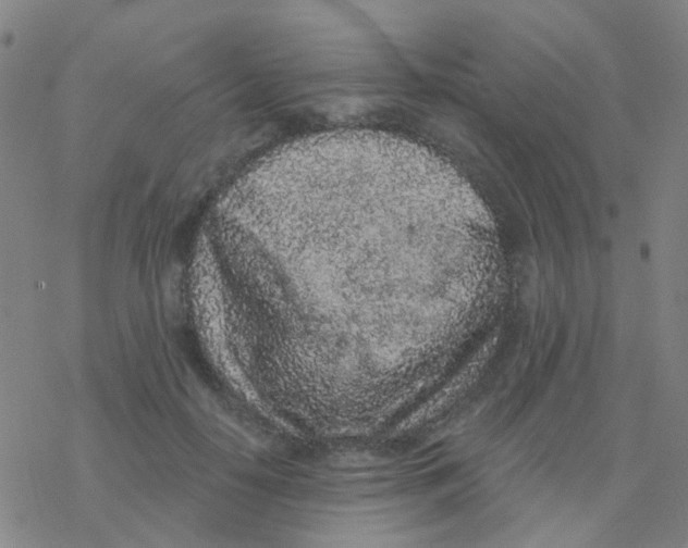 X0000076320650200610272005