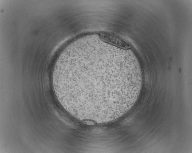 X0000076320684200610272005