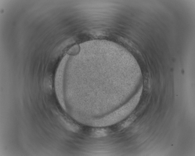 X0000076320710200610272004