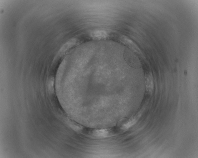 X0000076320717200610272004