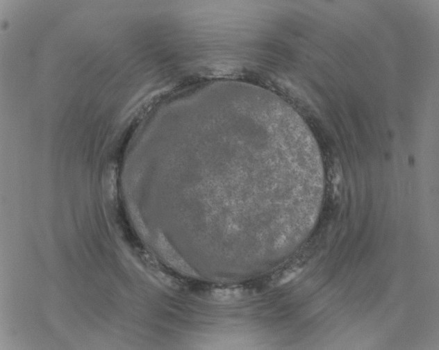 X0000076320744200610272004