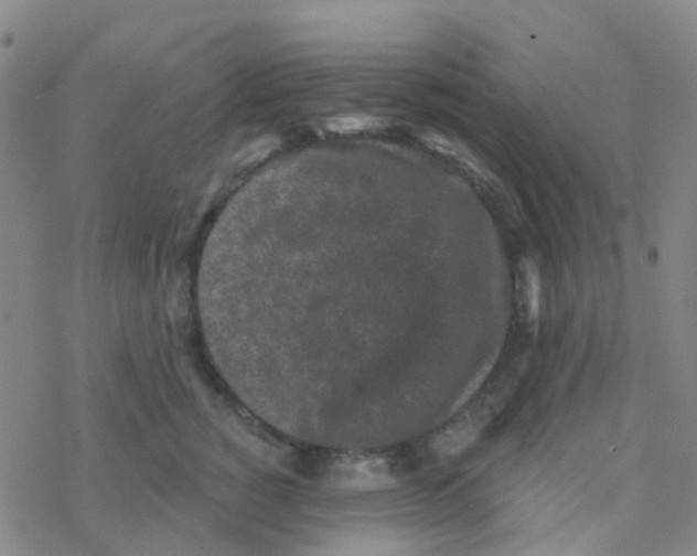 X0000076320760200610272004