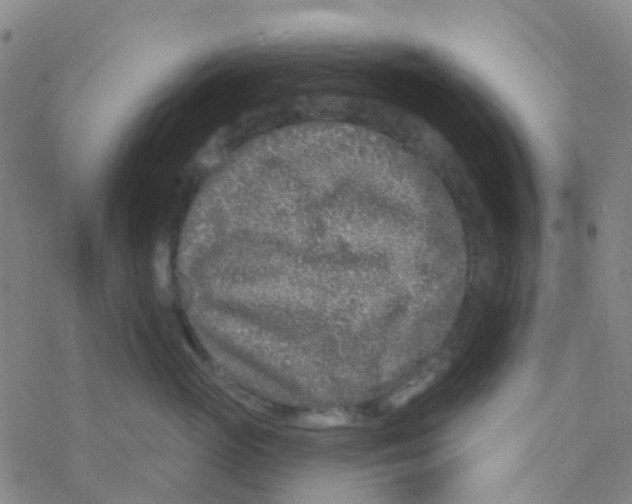 X0000076320765200610272004