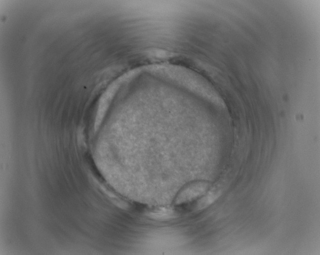 X0000076320768200610272004