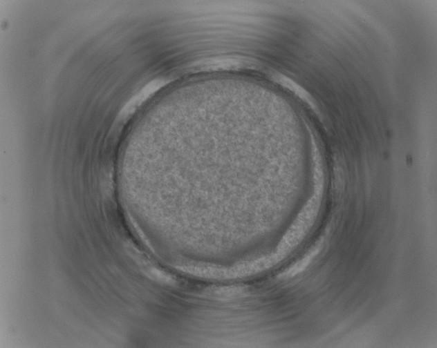 X0000076320778200610272003