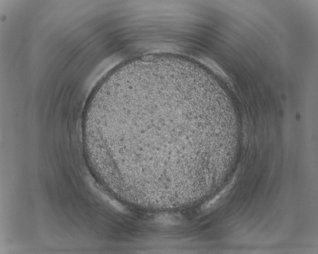 X0000076320790200610272003