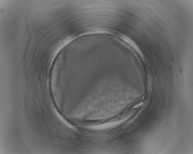 X0000076320805200610272003