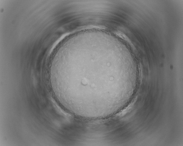 X0000076320828200610272002