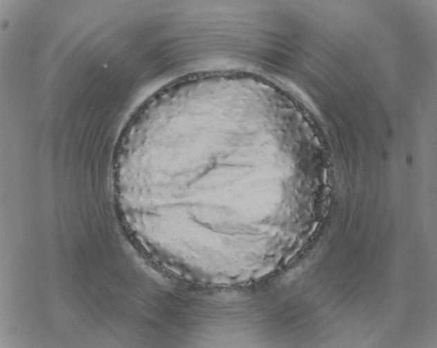 X0000076320839200610272002