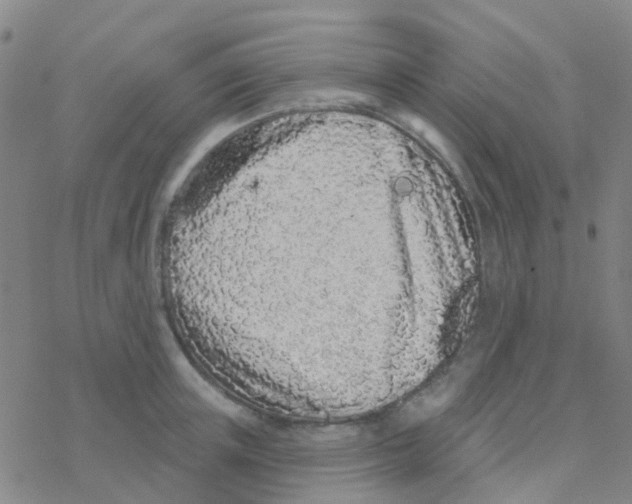 X0000076320851200610272002