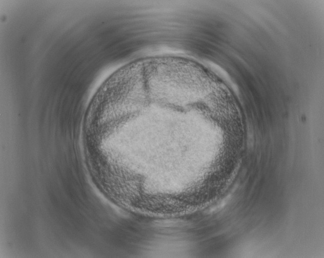 X0000076320863200610272002