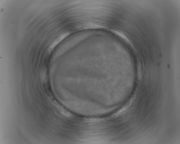 X0000076320873200610272002