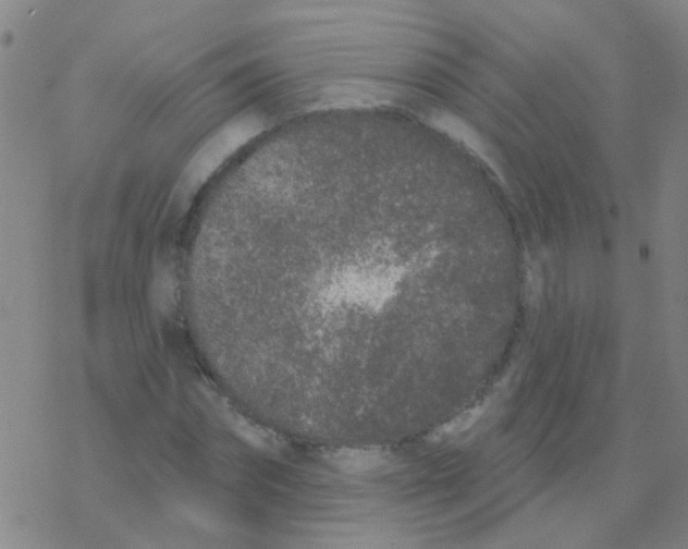 X0000076320874200610272002